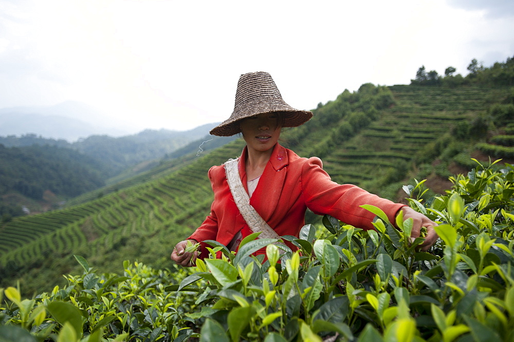 A woman collects tea leaves on a Puer tea estate in Yunnan Province, China, Asia