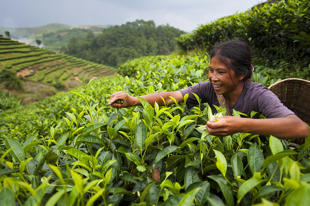 A woman collects tea leaves on a Puer tea estate in Yunnan Province, China, Asia