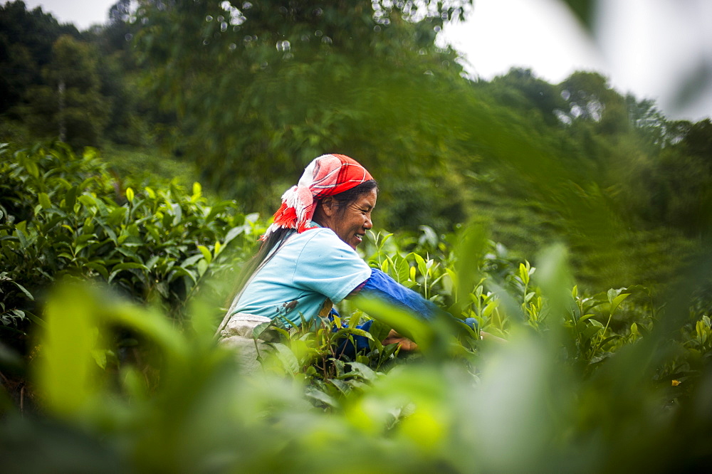 A woman collects tea leaves on a Puer tea estate in Yunnan Province, China, Asia