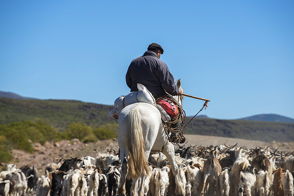 Gaucho on horseback herding goats along Route 40, Argentina, South America