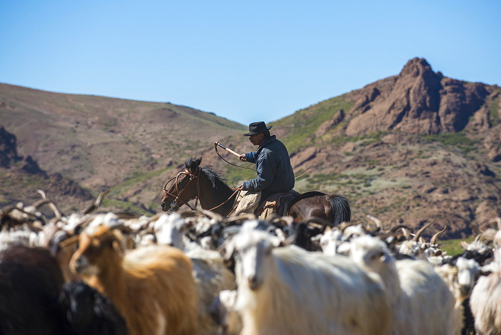 Gaucho on horseback herding goats along Route 40, Argentina, South America