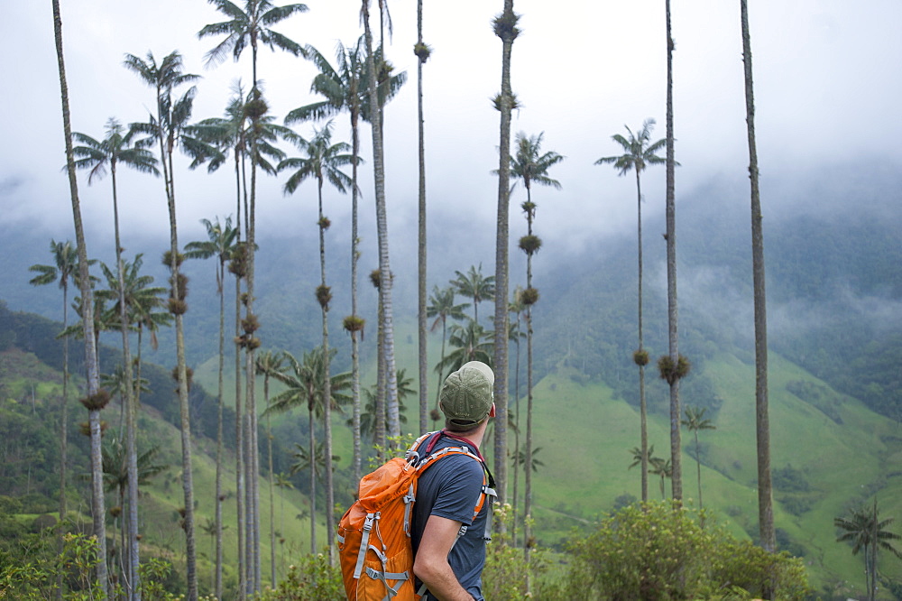 The Cocora valley stretches east of Salento into the lower reaches of Los Nevados, Zona Cafetera, Colombia, South America