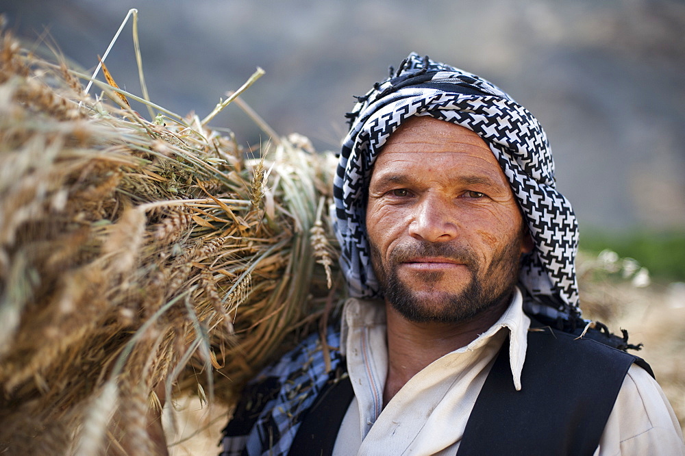 An Afghan man from the Panjshir Valley holds a freshly harvested bundle of wheat, Afghanistan, Asia