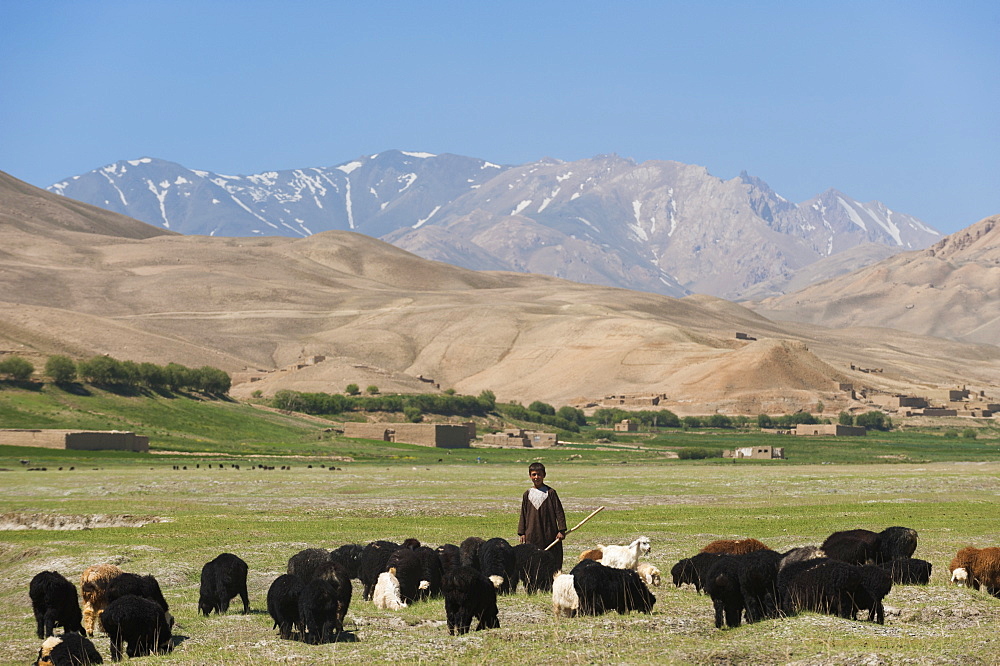 A boy takes his goats to graze in Bamiyan Province, Afghanistan, Asia