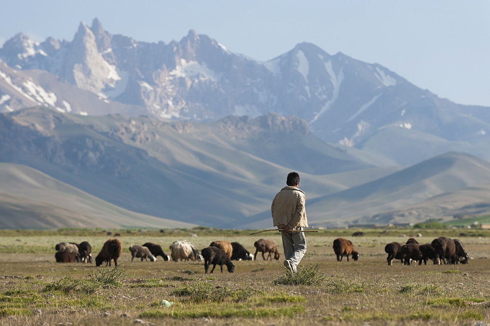 A boy takes his goats to graze in Bamiyan Province, Afghanistan, Asia