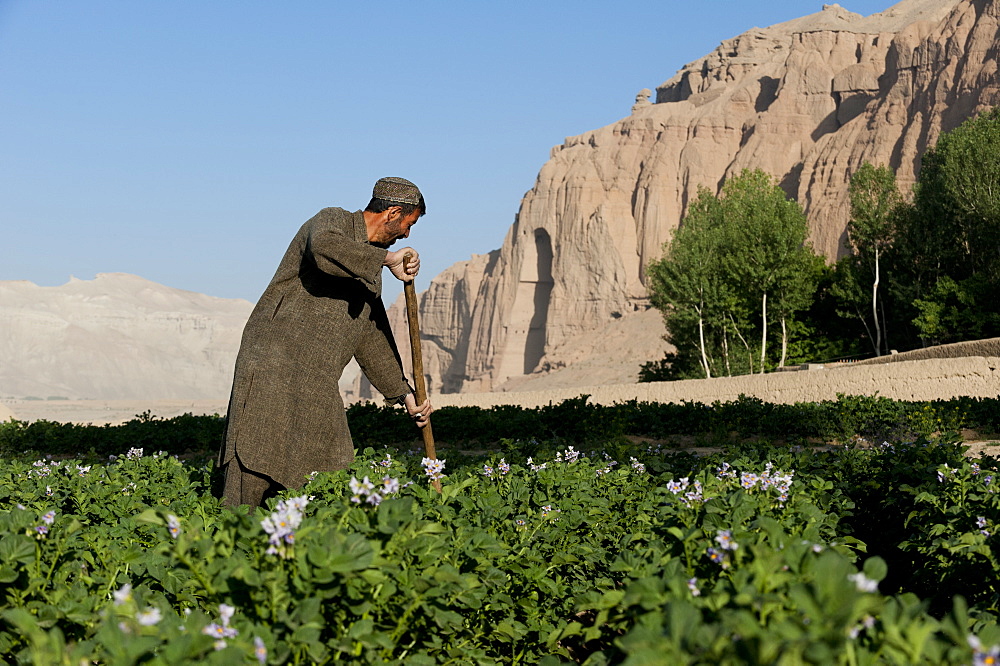 A famer works in potato fields with the ancient Buddha niches visible in the distance in Bamiyan Province, Afghanistan, Asia