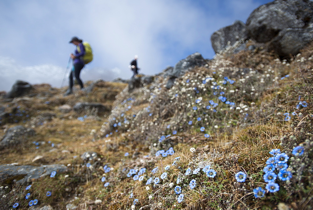 Trekking down towards Ghopte from the Laurebina La in the Langtang trekking region, Himalayas, Nepal, Asia