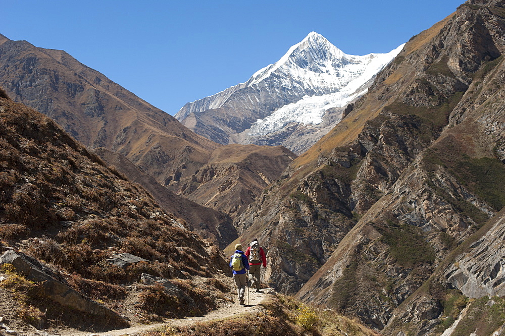 Trekking in the Kagmara Valley in the remote Dolpa region, Himalayas, Nepal, Asia