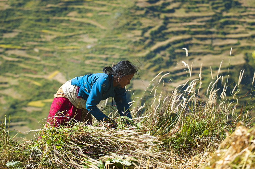 A woman in the Juphal valley harvests grass for the animals, Nepal, Asia