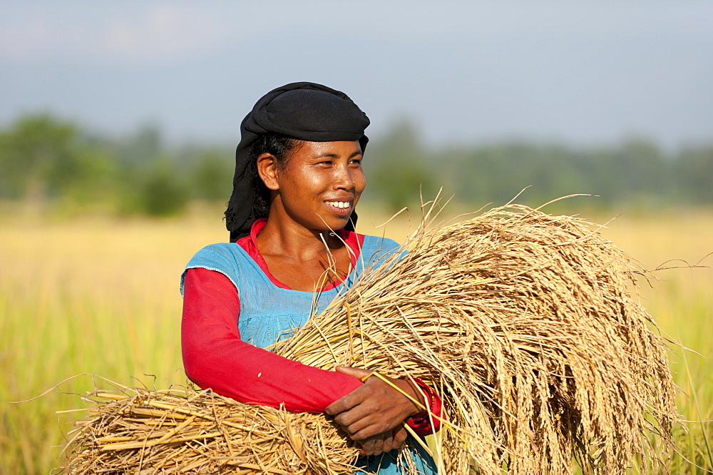 A Nepali woman carries a bundle of harvested rice, Bardiya District, Nepal, Asia