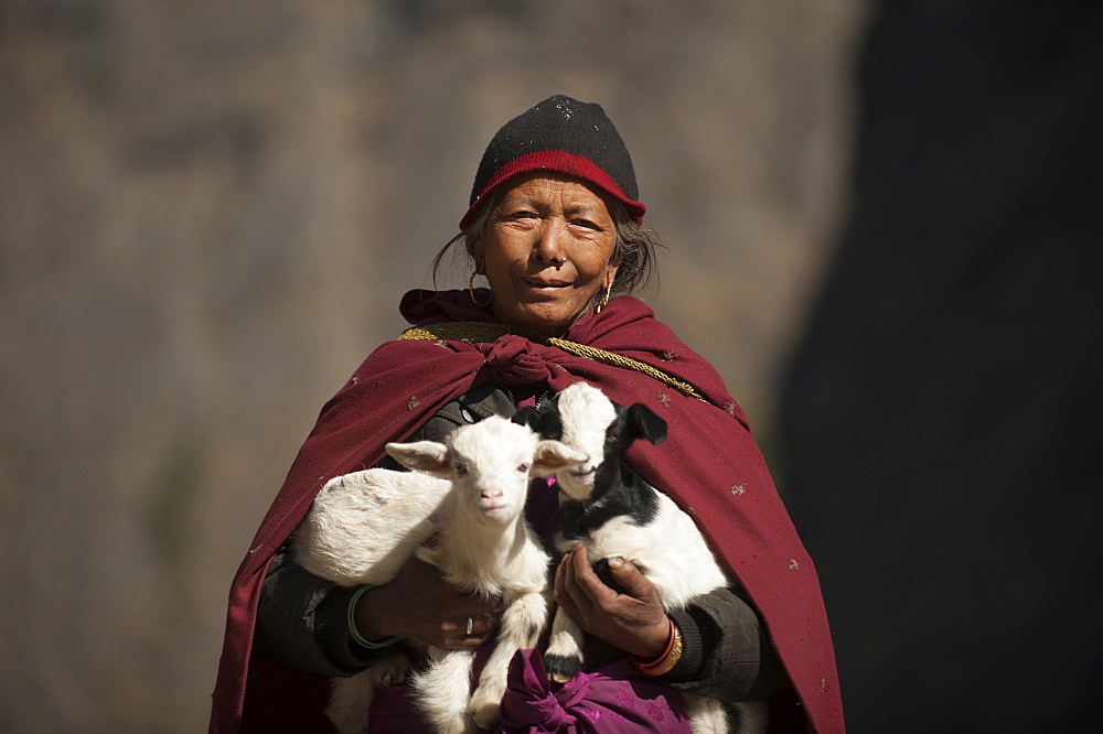 A woman carries lambs back to their mother, Tsum Valley, Nepal, Asia