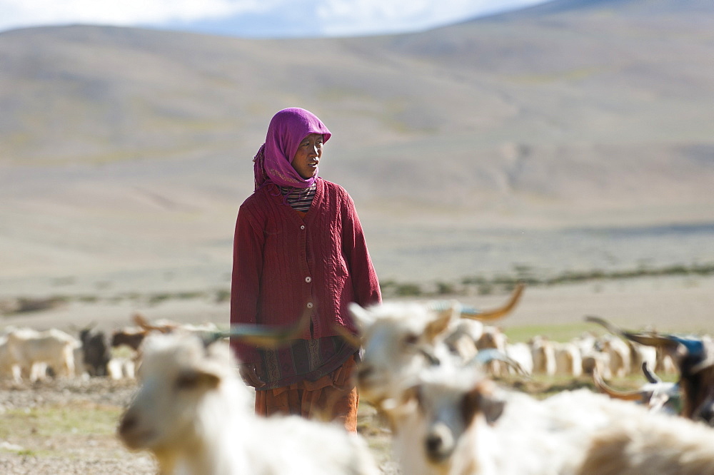 A nomad woman gathers her herd together in the morning to collect milk and brush them to extract wool in the remote Himalayan region, Ladakh, India, Asia