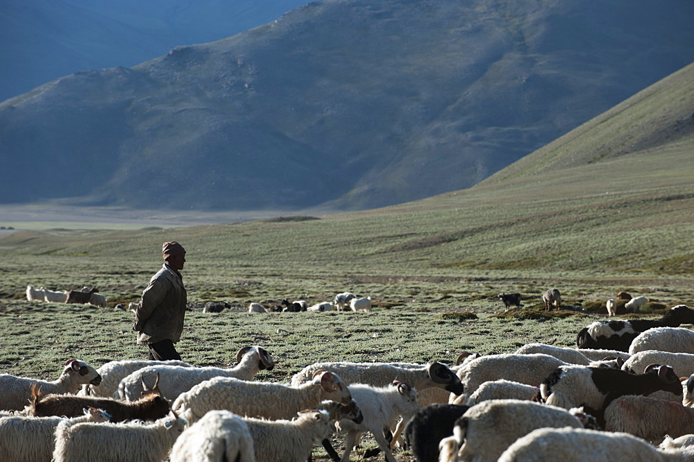 A nomad gathers his herd of sheep and goats in the morning, Ladakh, India, Asia