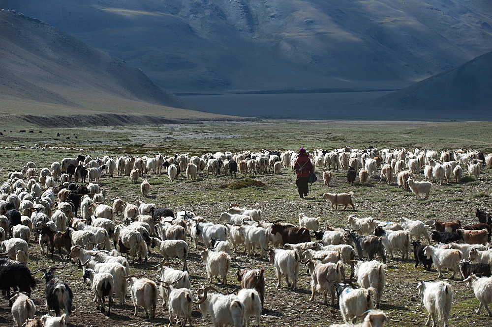 If not the land of milk and honey, the rangelands are still the province of milk, meat and wool, Ladakh, India, Asia