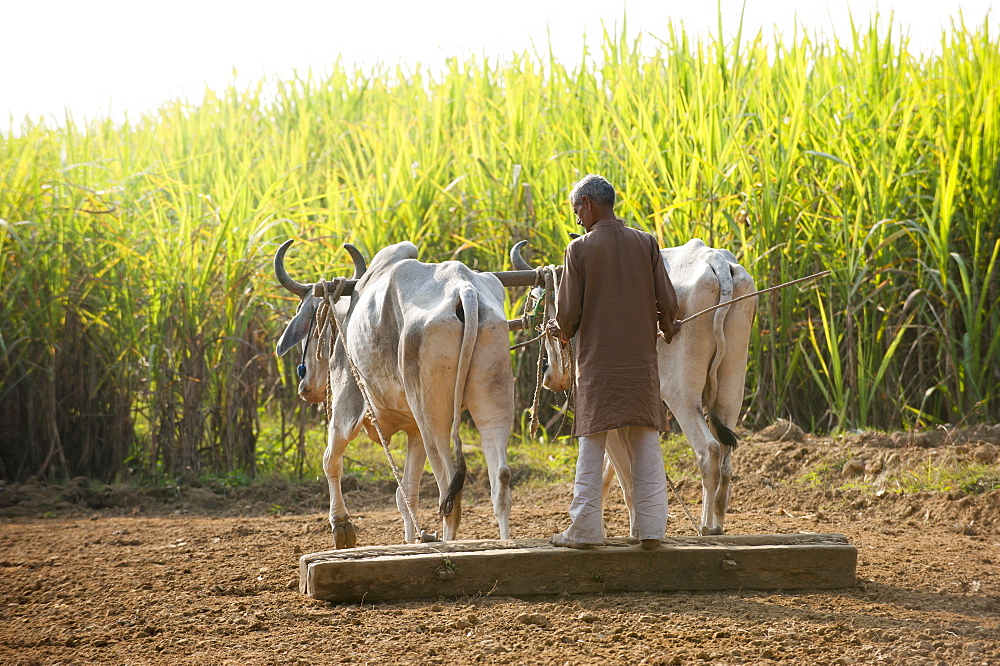 A man works with a traditional plough being pulled by cows surrounded by fields of sugarcane in Uttarakhand (Uttaranchal), India, Asia