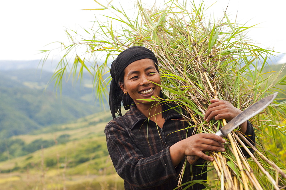 A woman harvests thin bamboo which she will use to make trellising in Manipur, India, Asia