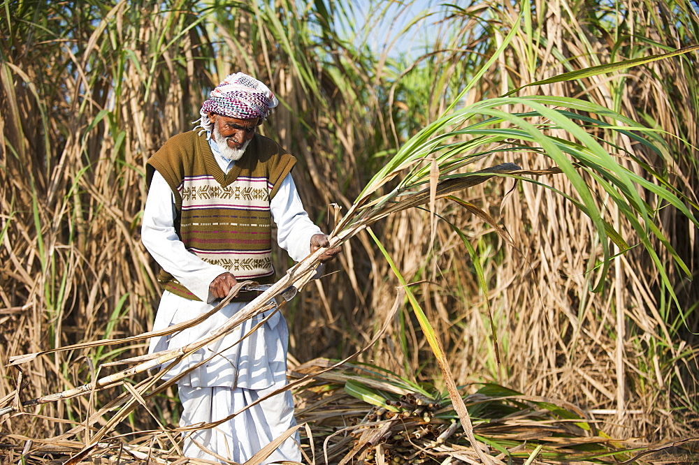 A man trims off the excess leaves from a bunch of sugarcane, Uttarakhand (Uttaranchal), India, Asia