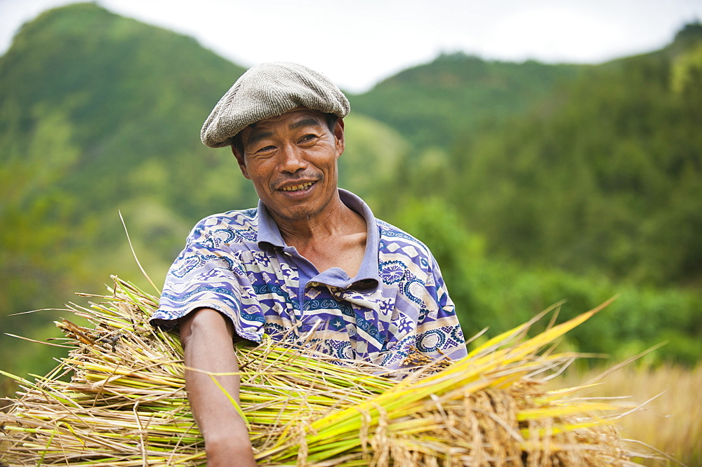 A man clutches a bundle of freshly harvested rice in Manipur, India, Asia