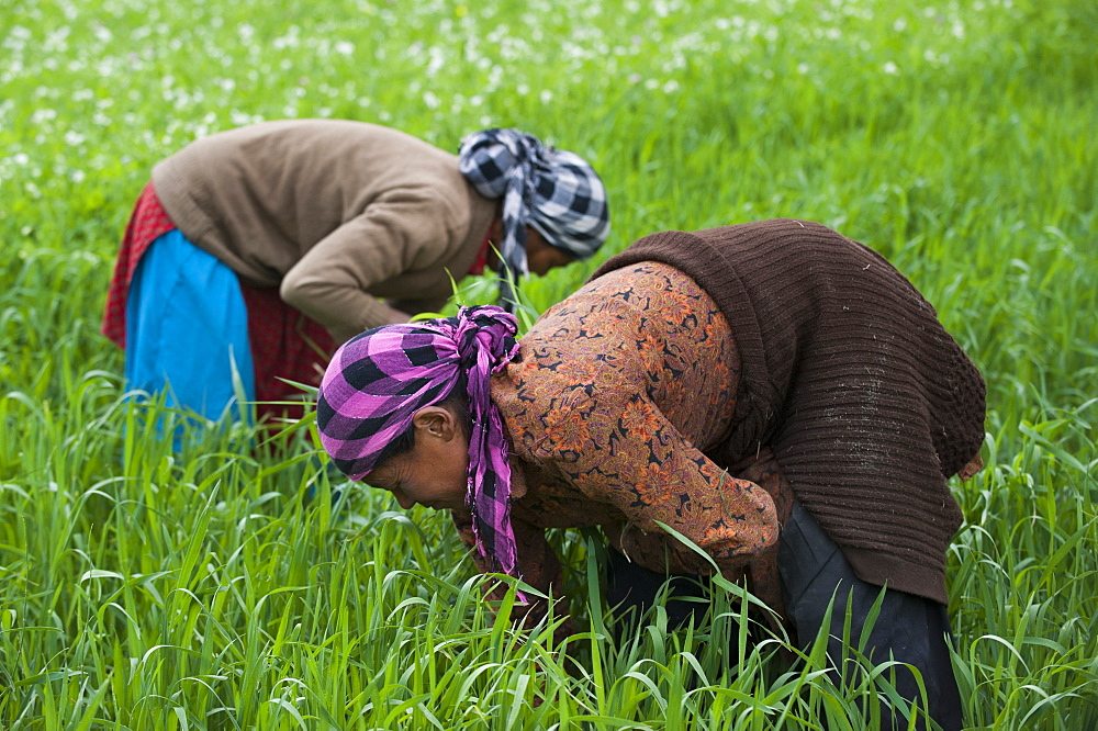 Women clear away weeds from among the wheat, Ladakh, India, Asia