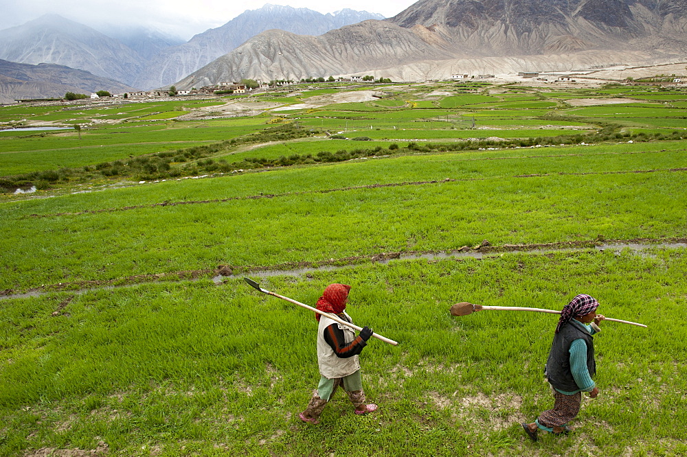 Women farmers carry irrigation tools like small spades used to channel the precious water to their fields, Ladakh, India, Asia