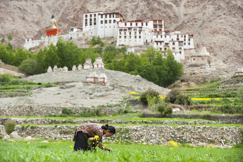 In the remote region a woman works in a wheat field with a view of Likir monastery in the distance, Ladakh, India, Asia