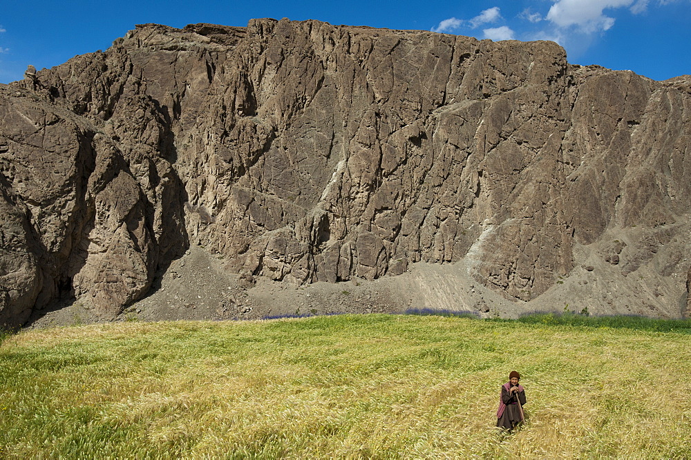 In the remote region of Ladakh woman works in a wheat field, Ladakh, India, Asia