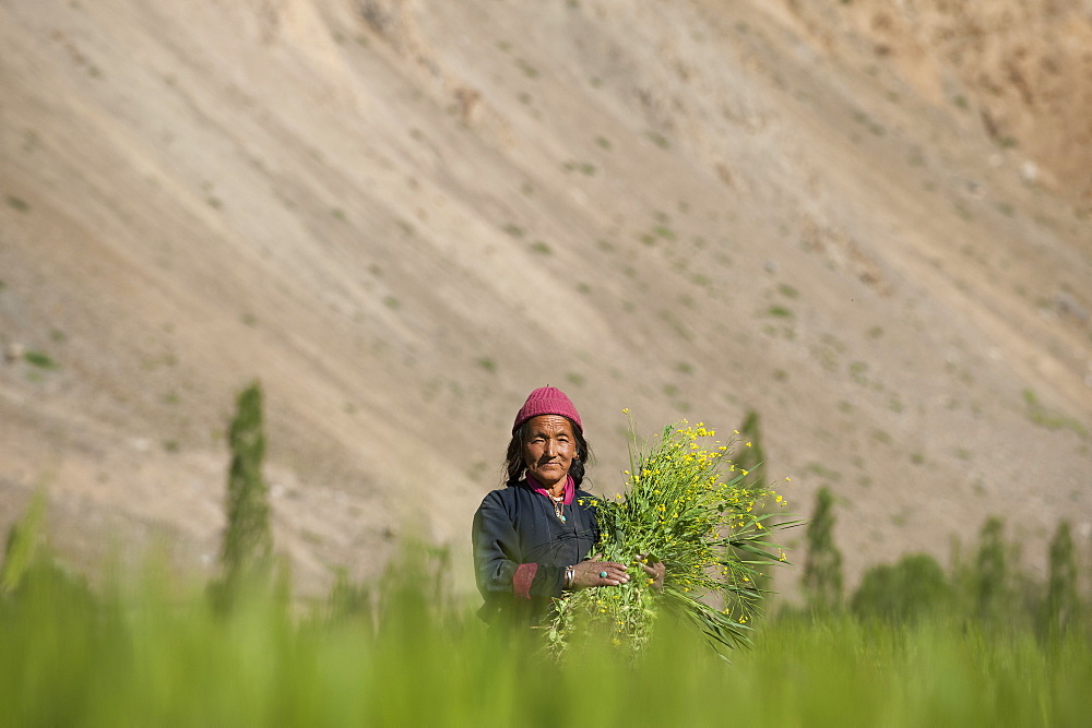 Collecting flowers which will be used to feed the animals in Ladakh, India, Asia