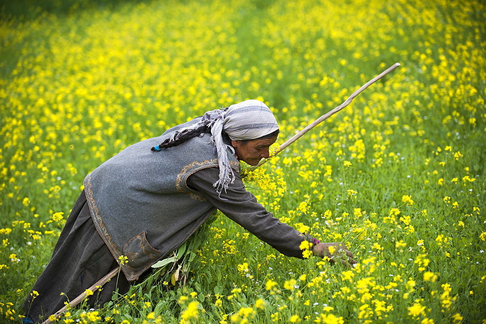 Collecting flowers which will be used to feed the animals, Ladakh, India, Asia