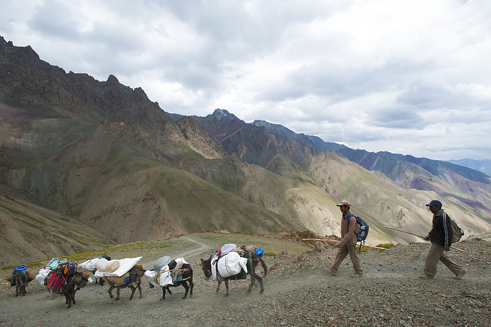 Pack horses laden with trekking equipment cross the Konze La on the Hidden Valleys trek, Ladakh, India, Asia