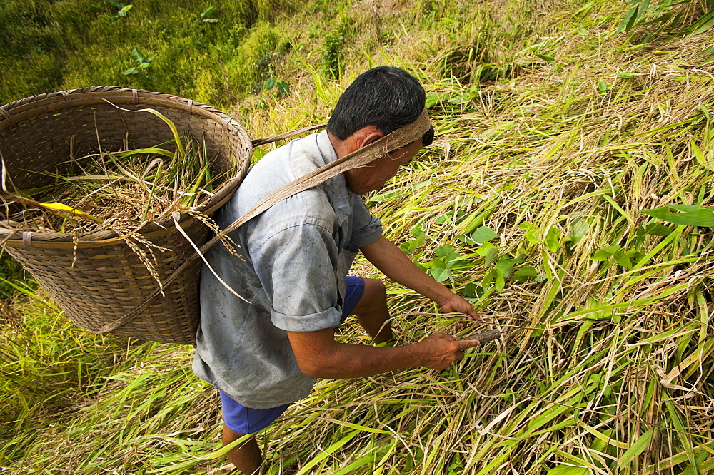 A man works in a Jhum field (mixed cropping) in Rangamati, Chittagong Hill Tracts, Bangladesh, Asia