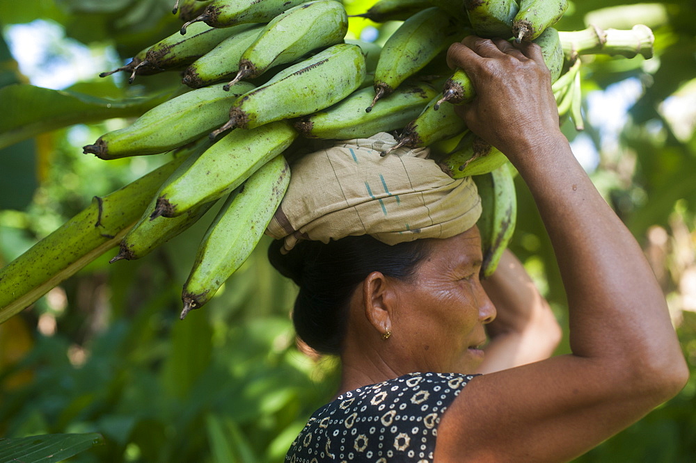 A woman carries freshly harvested bananas on her head, Chittagong Hill Tracts, Bangladesh, Asia