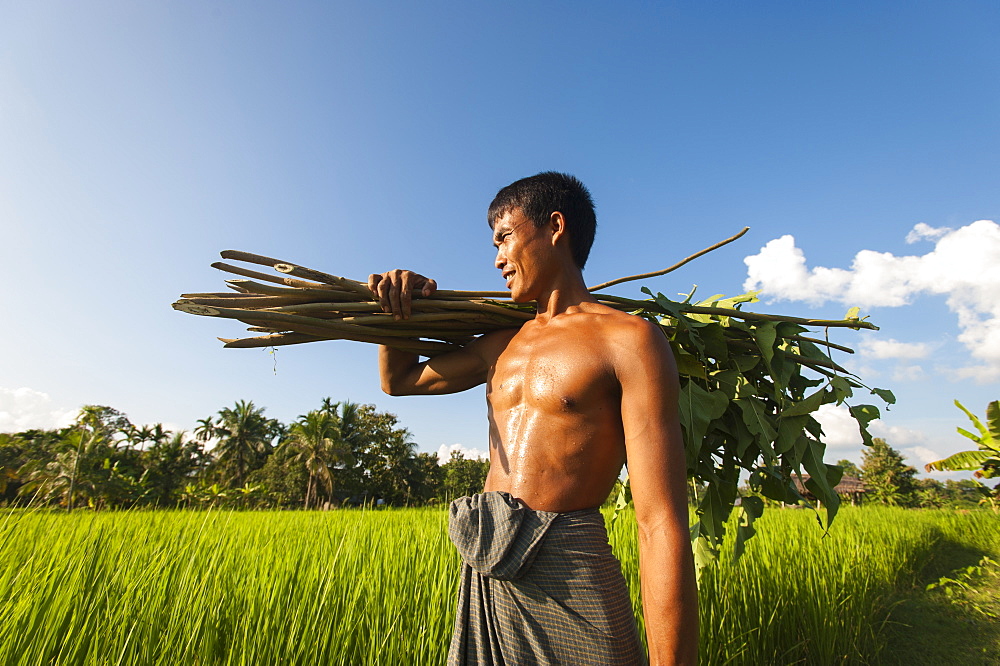 A farmer carries some sticks to be used to make a fence, Chittagong Hill Tracts, Bangladesh, Asia