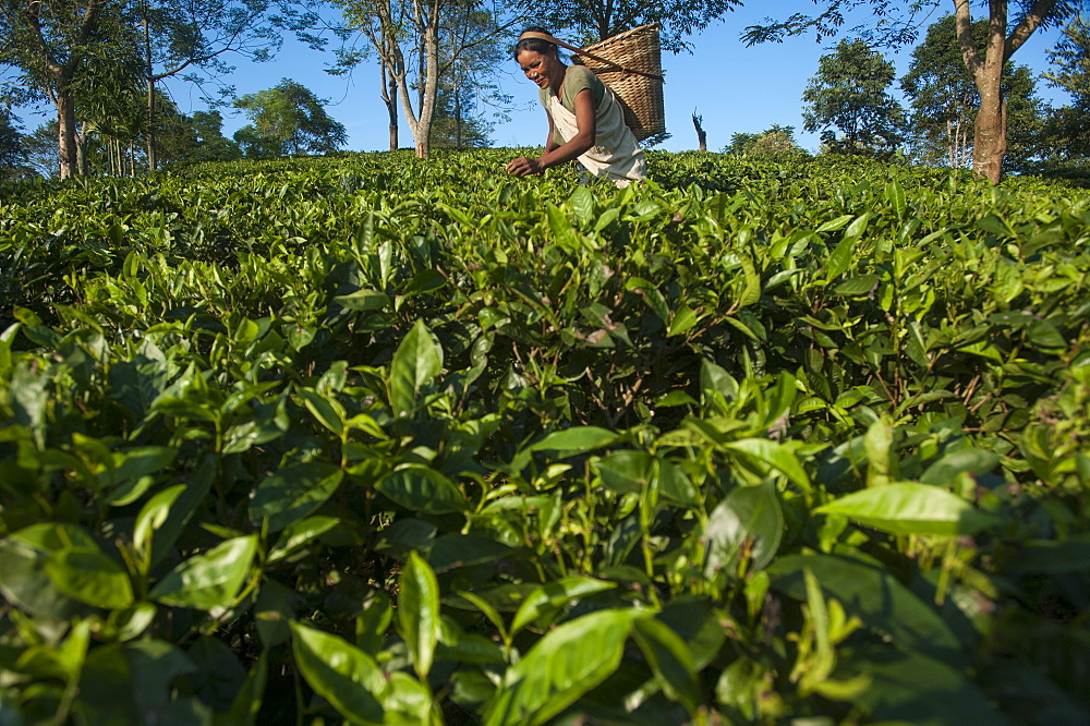 A woman collects tea leaves in Assam in north east India, India, Asia