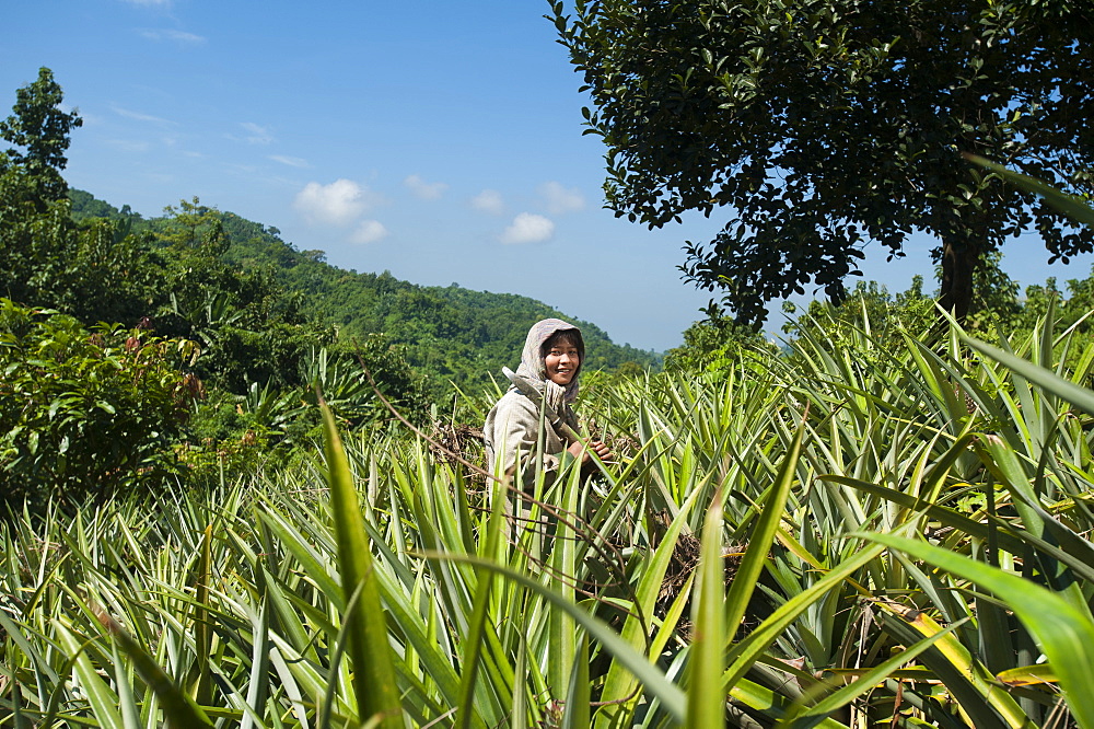 A Jhum farmer stands in a field of pineapple plants, Chittagong Hill Tracts, Bangladesh, Asia