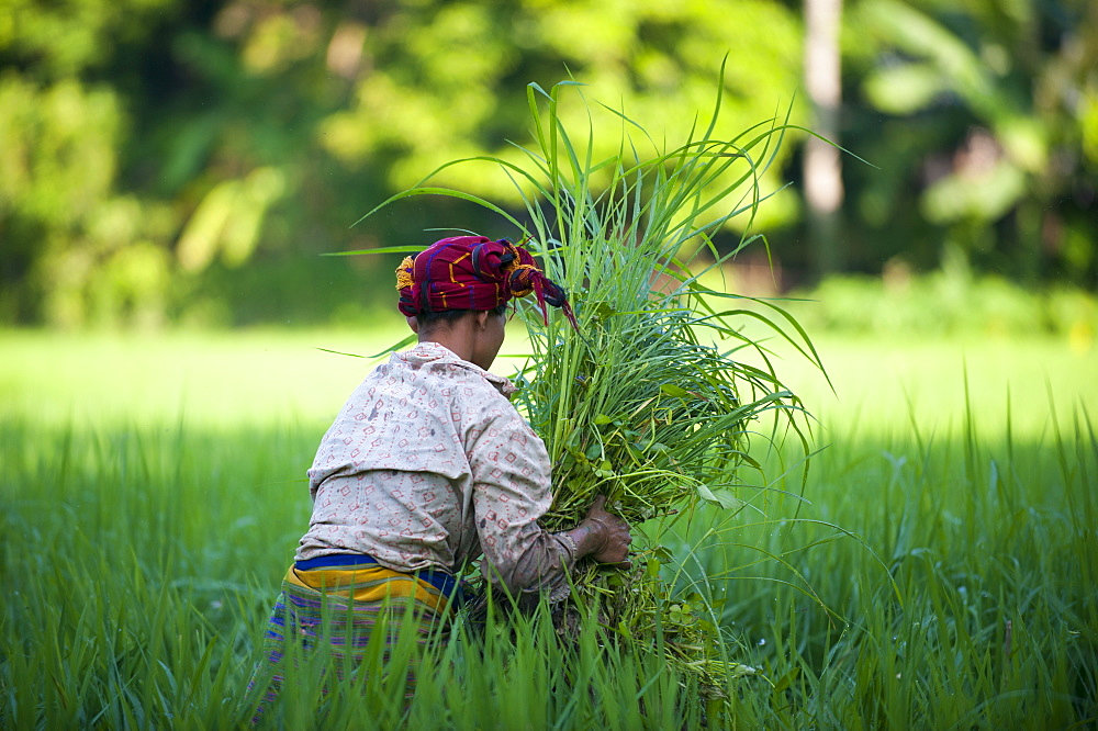 A woman clears away grass from the rice paddies, Chittagong Hill Tracts, Bangladesh, Asia