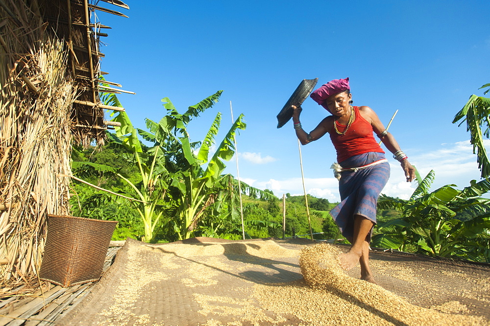 A woman throws rice up into the air with her feet while fanning air through it to clear away the lighter chaff, Chittagong Hill Tracts, Bangladesh, Asia