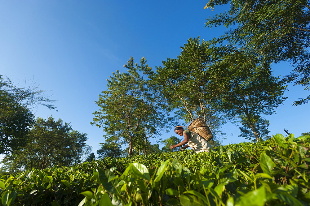 A woman collects tea leaves in Assam in north east India, India, Asia