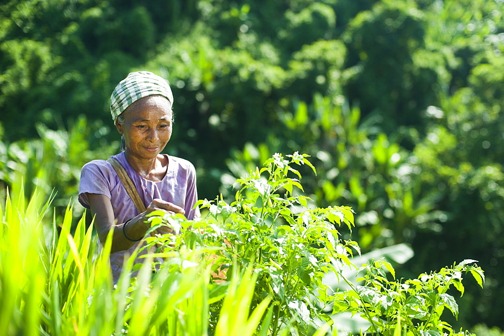 A woman collects chillies in the Chittagong Hill Tracts, Bangladesh, Asia