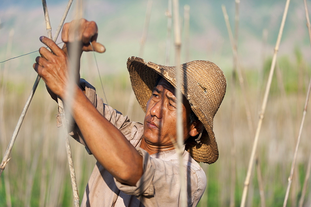 A man prepares trellising, Yunnan Province, China, Asia