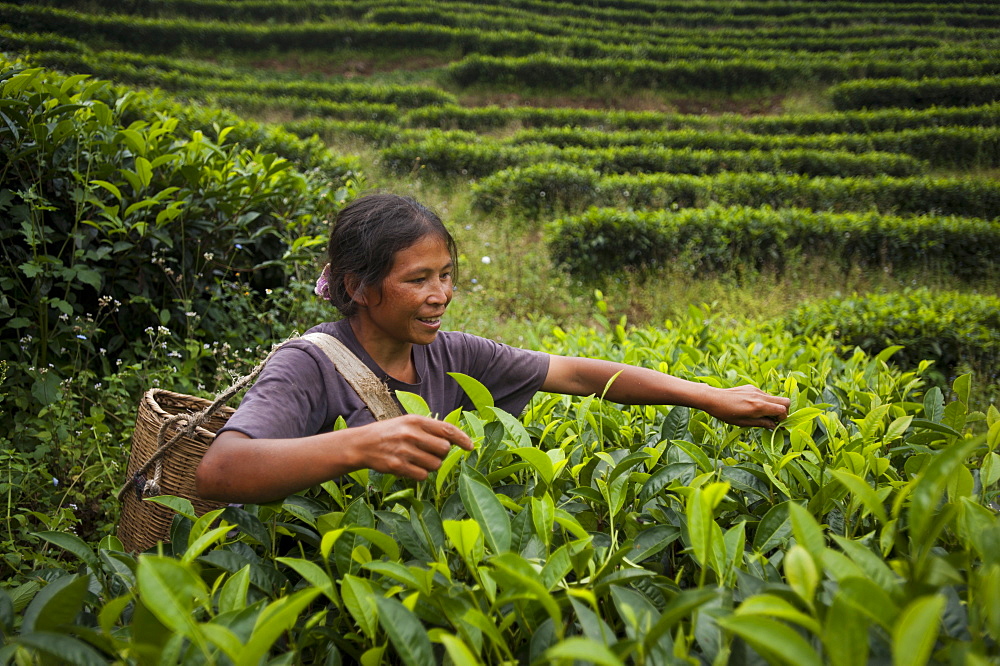 Picking tea leaves on a Puer tea estate in Yunnan Province, China, Asia