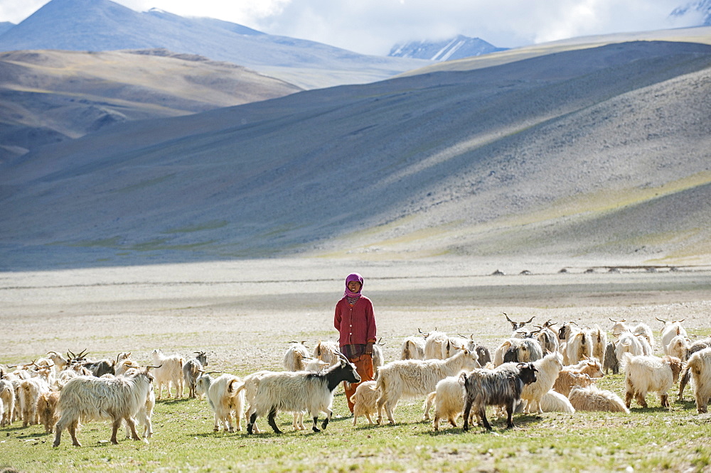 A nomad woman gathers her herd together in the morning to collect milk and brush them to extract wool in the remote Himalayan region of Ladakh in north India, India, Asia