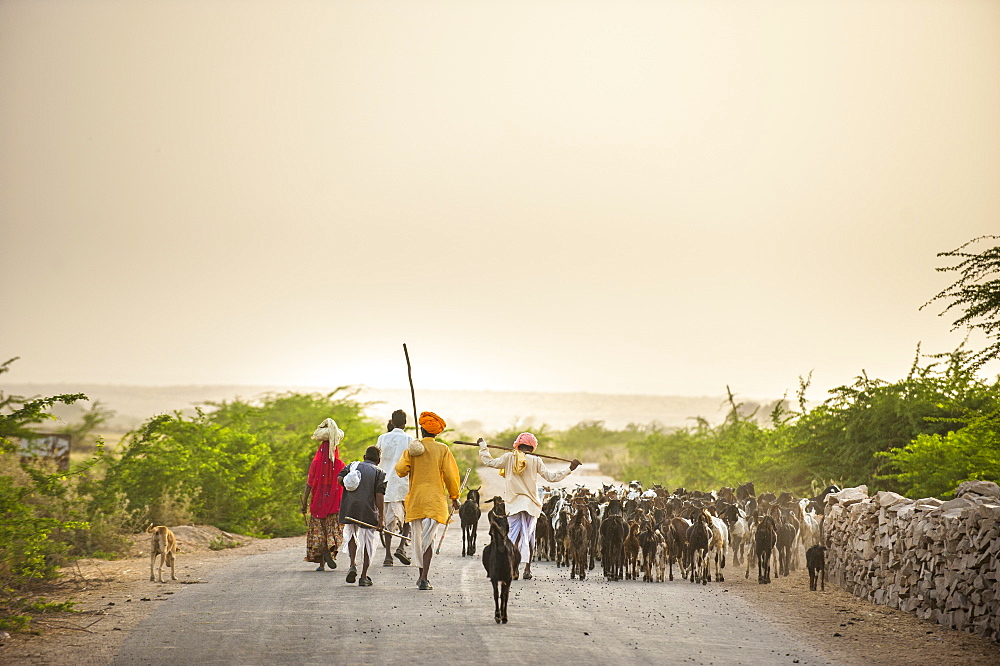 Shepherds return from grazing their goats at sunset in the dry state of Rajasthan, India, Asia