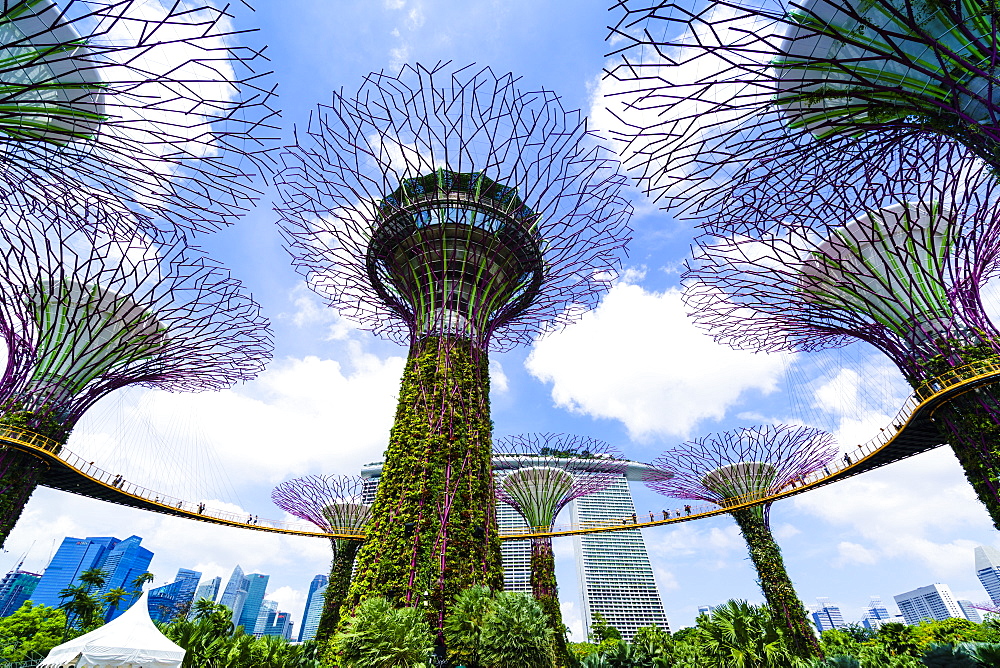 Supertree Grove in the Gardens by the Bay, a futuristic botanical gardens and park, Marina Bay, Singapore, Southeast Asia, Asia