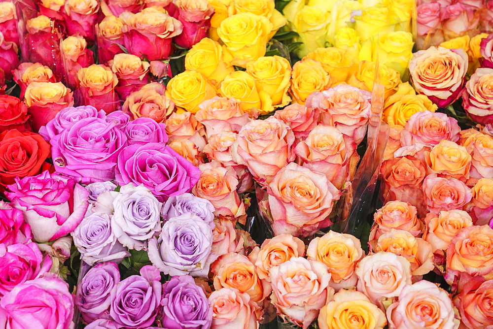 Columbia Road Flower Market, a very popular Sunday market between Hoxton and Bethnal Green in East London, London, England, United Kingdom, Europe