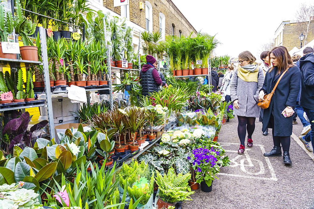 Columbia Road Flower Market, a very popular Sunday market between Hoxton and Bethnal Green in East London, London, England, United Kingdom, Europe