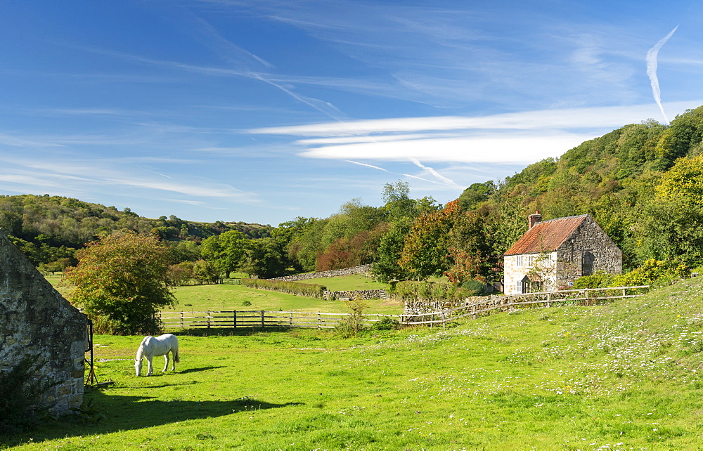 A white pony grazing in a paddock at Rievaulx Abbey, The North Yorkshire Moors, Yorkshire, England, United Kingdom, Europe