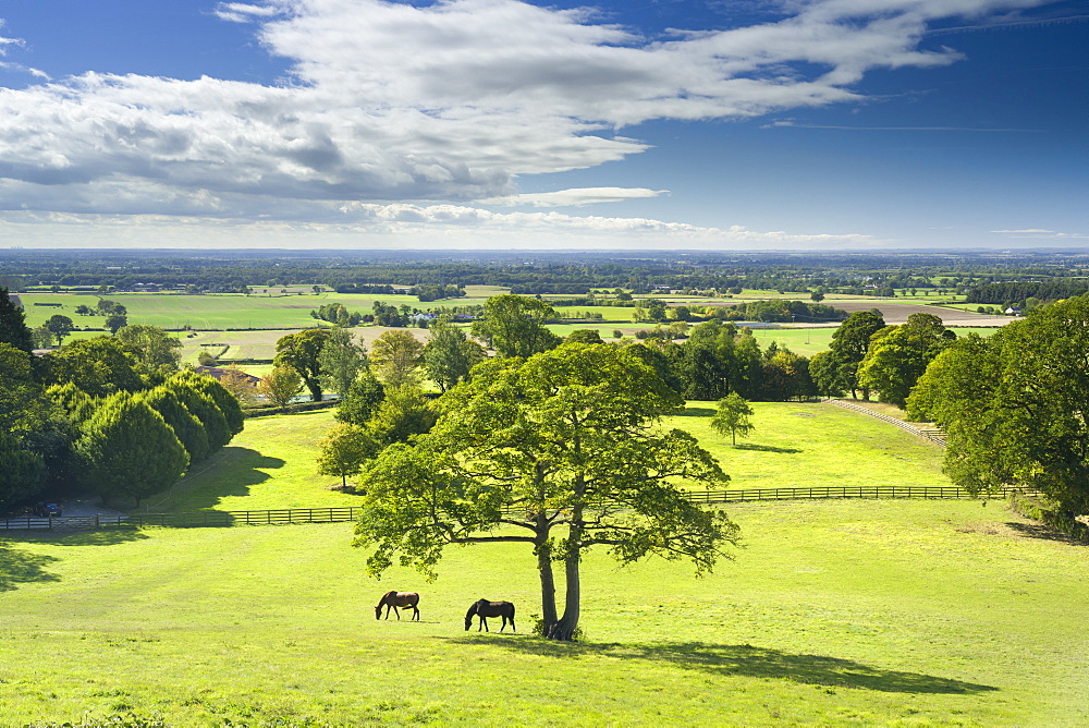 Horses grazing in a paddock at the hilltop village of Crayke in North Yorkshire, England, United Kingdom, Europe