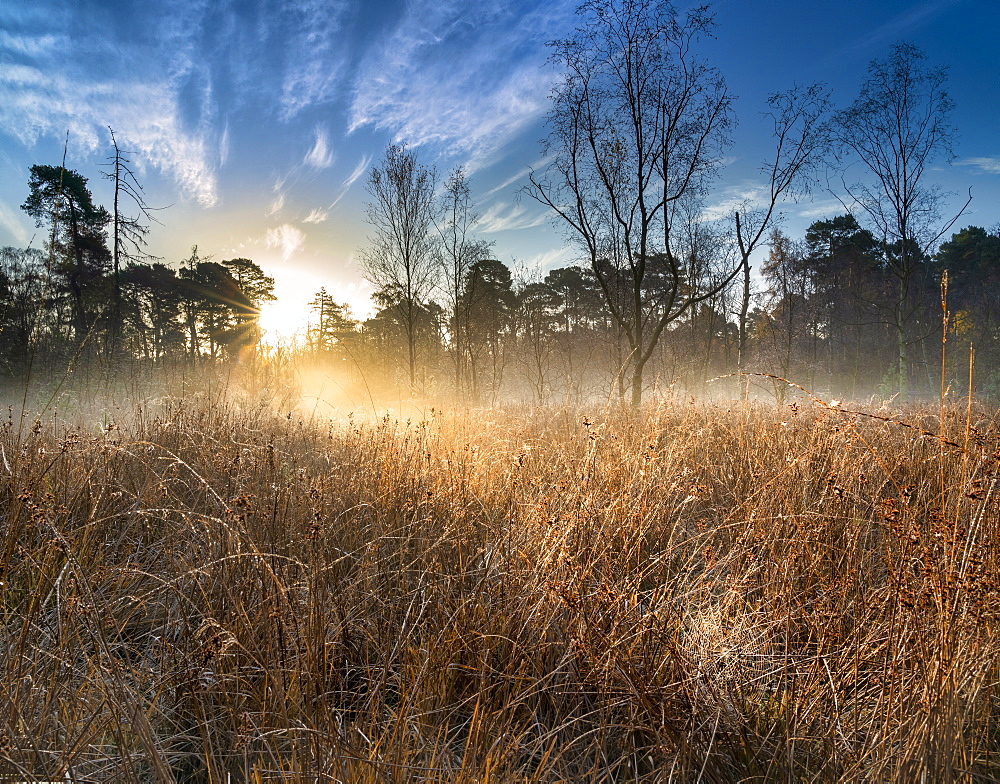 Dawn light over Strensall Common Lowland Heath, Nature Reserve, near York, North Yorkshire, England, United Kingdom, Europe