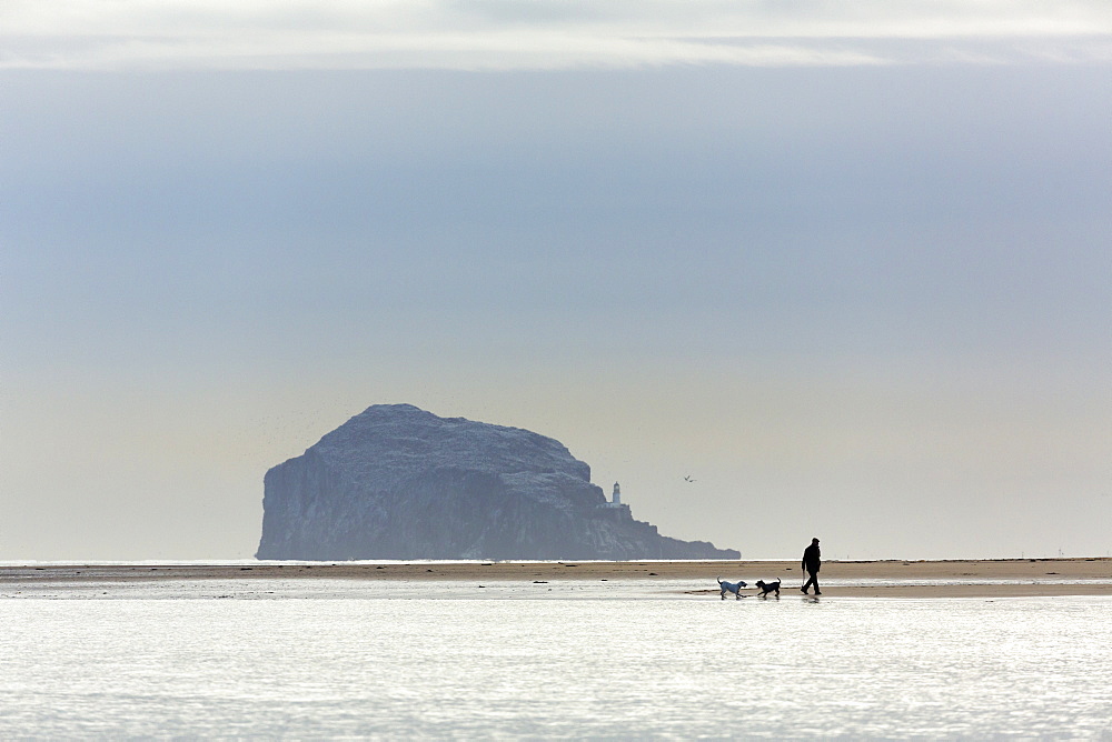 An elderley gentleman walking two dogs on the beach near North Berwick, East Lothian, Scotland, United Kingdom, Europe