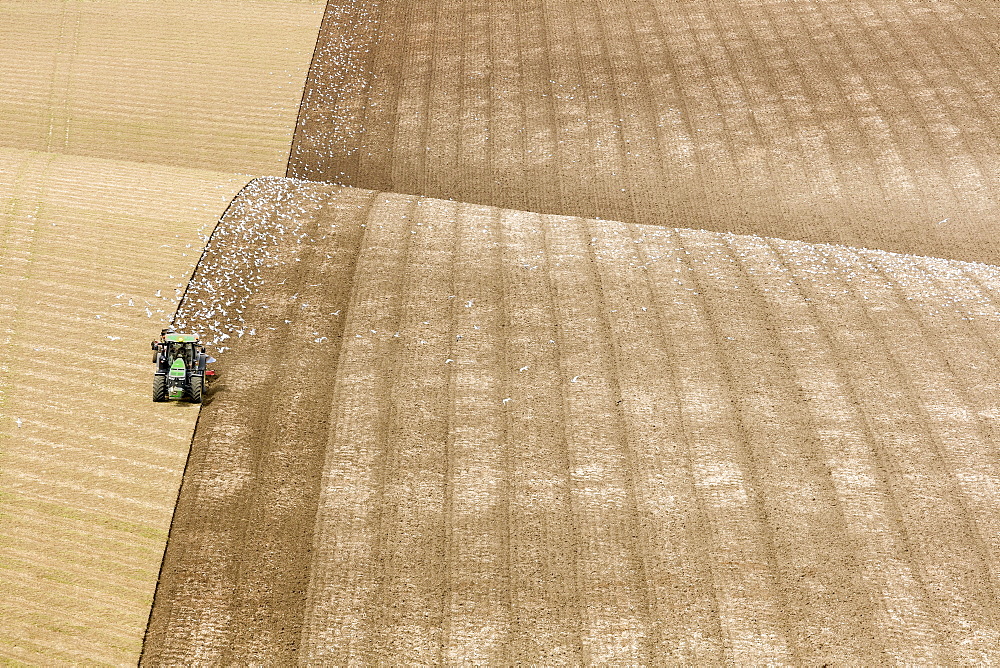 A farmer ploughing chalk hills on the East Yorkshire Wolds, Yorkshire, England, United Kingdom, Europe